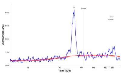 Simple Western: GnRHR Antibody (A9E4) [NBP2-45299]