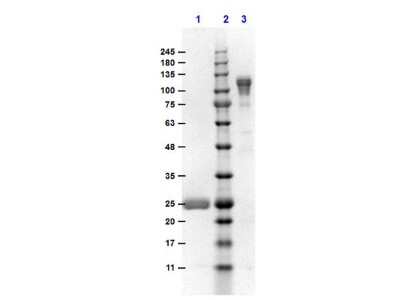 SDS-PAGE: Goat F(ab')2 anti-Mouse IgG Fc Secondary Antibody (Pre-adsorbed) [NBP2-62586]