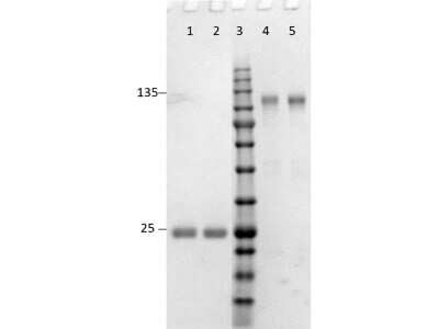 SDS-PAGE: Goat F(ab')2 anti-Rabbit IgG (H+L) Secondary Antibody (Pre-adsorbed) [NBP2-60682]