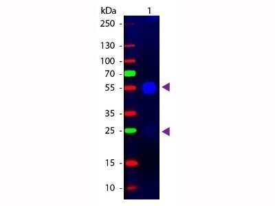Western Blot: Goat F(ab')2 anti-Rabbit IgG (H+L) Secondary Antibody (Pre-adsorbed) [NBP2-60682]