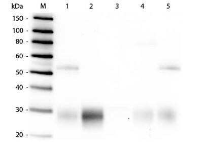 Western Blot: Goat anti-Rabbit IgG F(ab')2 Secondary Antibody [NBP2-60659]