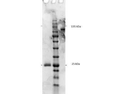 SDS-PAGE: Goat F(ab')2 anti-Rat IgG Fc Secondary Antibody (Pre-adsorbed) [NB120-6252]