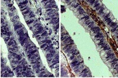 Immunohistochemistry-Paraffin: Goat IgG Isotype Control [NB410-28088]