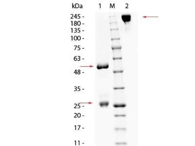 SDS-PAGE: Goat IgG Isotype Control [NBP1-97057]