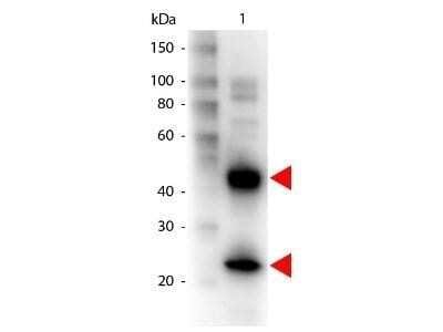 Western Blot: Goat anti-Armenian Hamster IgG (H+L) Secondary Antibody [NB120-5738]
