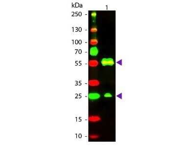 Western Blot: Goat anti-Armenian Hamster IgG (H+L) Secondary Antibody [NB120-5738]