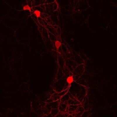 Immunocytochemistry/ Immunofluorescence: Goat anti-Guinea Pig IgG (H+L) Secondary Antibody (Pre-adsorbed) [NBP1-74874]