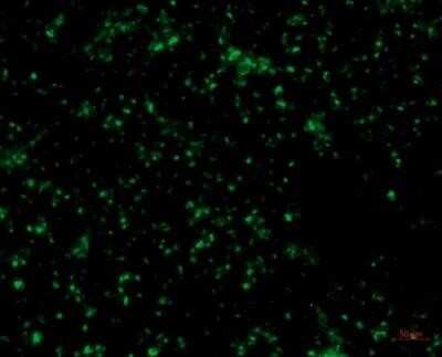 Immunocytochemistry/ Immunofluorescence: Goat anti-Human IgG (H+L) Secondary Antibody [NB7475]