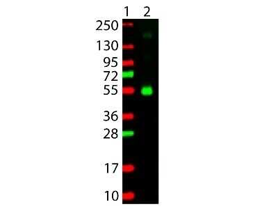 Western Blot: Goat anti-Monkey IgG Heavy Chain Secondary Antibody [NBP2-60692]