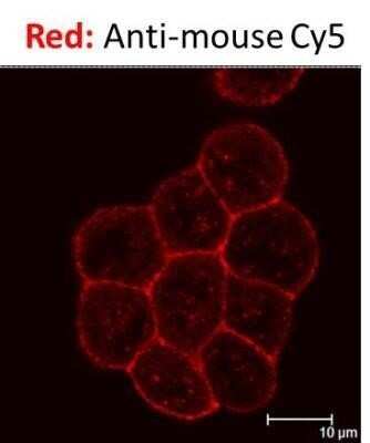 Immunocytochemistry/ Immunofluorescence: Goat anti-Mouse IgG F(ab')2 Secondary Antibody [NB7588]