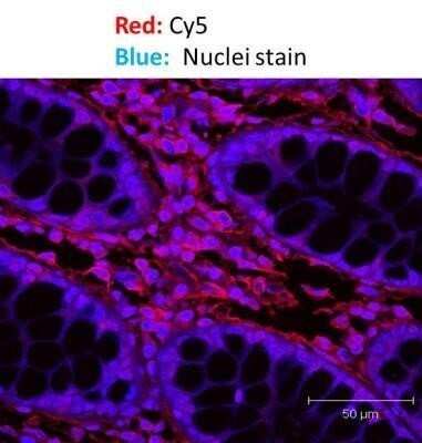 Immunohistochemistry: Goat anti-Mouse IgG F(ab')2 Secondary Antibody [NB7588]