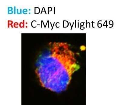 Immunocytochemistry/ Immunofluorescence: Goat anti-Mouse IgG Fc Secondary Antibody (Pre-adsorbed) [NBP2-61925]