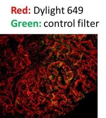 Immunocytochemistry/ Immunofluorescence: Goat anti-Mouse IgG Fc Secondary Antibody (Pre-adsorbed) [NBP2-61925]