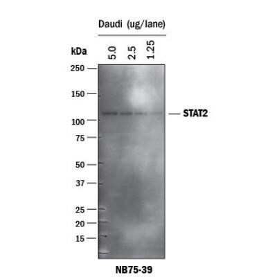 Western Blot: Goat anti-Mouse IgG (H+L) Secondary Antibody [NB7535]