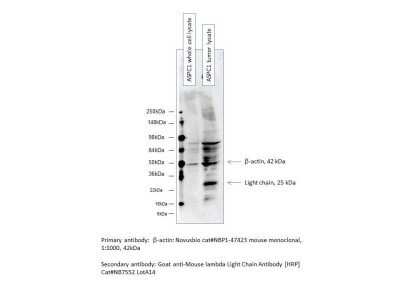 Western Blot: Goat anti-Mouse Lambda Light Chain Secondary Antibody [NB7550]