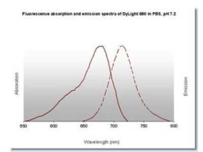 Fluorophore-linked immunosorbent assay: Goat anti-Rabbit IgG Fc Secondary Antibody [NBP2-60661]