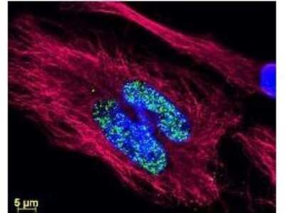 Immunocytochemistry/ Immunofluorescence: Goat anti-Rabbit IgG Fc Secondary Antibody [NBP2-60661]