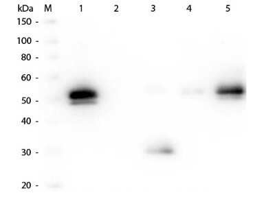 Western Blot: Goat anti-Rabbit IgG Fc Secondary Antibody [NBP2-60661]