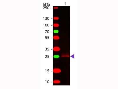 Western Blot: Goat anti-Rabbit IgG Fc Secondary Antibody [NBP2-60661]