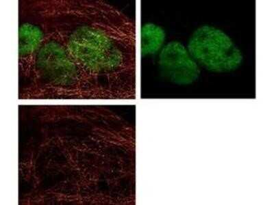 Immunocytochemistry/ Immunofluorescence: Goat anti-Rabbit IgG (H+L) Secondary Antibody (Pre-adsorbed) [NBP1-72732]