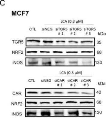 Western Blot: Goat anti-Rabbit IgG (H+L) Secondary Antibody (Pre-adsorbed) [NB7186]