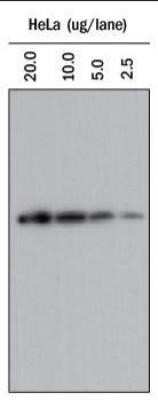 Western Blot: Goat anti-Rabbit IgG (H+L) Secondary Antibody [NBP1-75293]