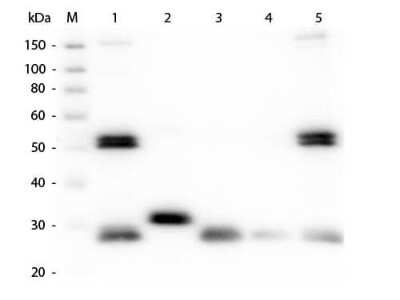 Western Blot: Goat anti-Rat IgG (H+L) Secondary Antibody (Pre-adsorbed) [NB120-7092]