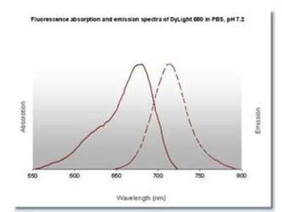 Fluorophore-linked immunosorbent assay: Goat anti-Rat IgM Heavy Chain Secondary Antibody [NBP2-60672]