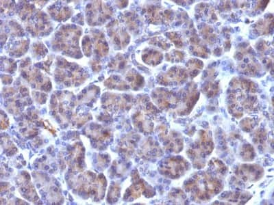 Immunohistochemistry-Paraffin: Golgi Complex Antibody (371-4) [NBP2-32852]