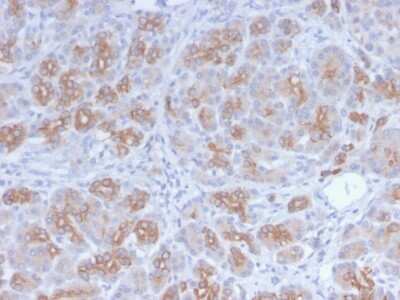 Immunohistochemistry-Paraffin: Golgi Complex Antibody (GLG1/2829R) [NBP3-07278]