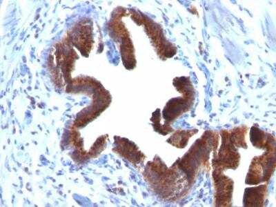 Immunohistochemistry-Paraffin: Golgi Complex Antibody (SPM581) [NBP2-32853]
