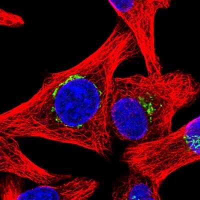 Immunocytochemistry/ Immunofluorescence: Golgin 97 Antibody [NBP2-38528]
