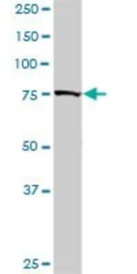 Western Blot: Golgin 97 Antibody [H00002800-D01P]