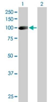 Western Blot: Golgin 97 Antibody [H00002800-D01P]