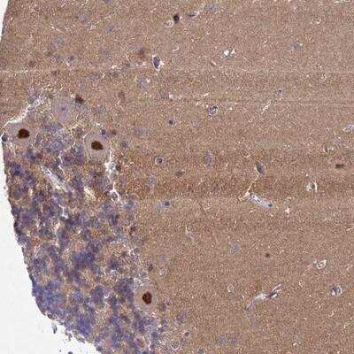Immunohistochemistry: Gonadotropin Inducible Transcription Repressor 1 Antibody [NBP1-91956]