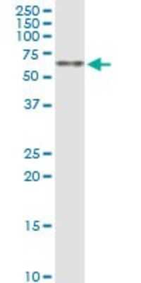 Western Blot: Gonadotropin Inducible Transcription Repressor 1 Antibody [H00092283-B01P]