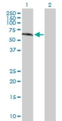 Western Blot: Gonadotropin Inducible Transcription Repressor 1 Antibody [H00092283-B01P]
