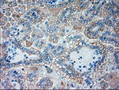 Immunohistochemistry-Paraffin: Goosecoid Antibody (OTI1D7) [NBP1-47790]