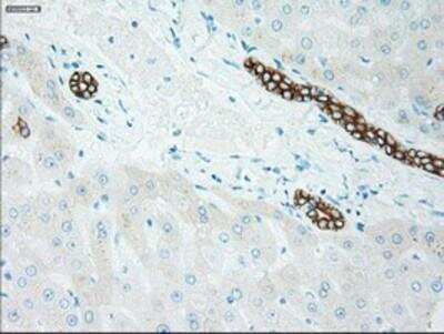 Immunohistochemistry-Paraffin: Goosecoid Antibody (OTI1D7) [NBP1-47790]