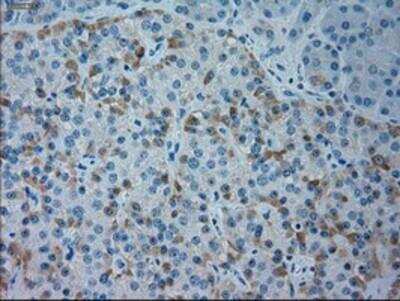 Immunohistochemistry-Paraffin: Goosecoid Antibody (OTI1D7) [NBP1-47790]