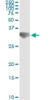 Immunoprecipitation: Goosecoid Antibody (4H7) [H00145258-M01]