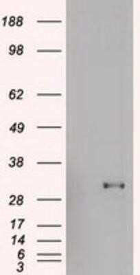 Flow Cytometry: Goosecoid Antibody (OTI1D7) - Azide and BSA Free [NBP2-72409]