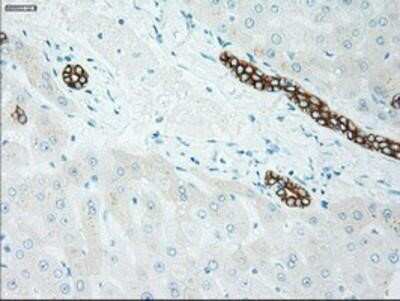 Immunohistochemistry: Goosecoid Antibody (OTI1D7) - Azide and BSA Free [NBP2-72409]
