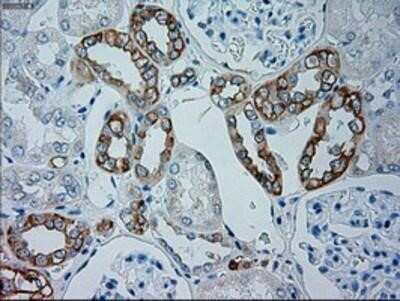 Immunohistochemistry: Goosecoid Antibody (OTI1D7) - Azide and BSA Free [NBP2-72409]