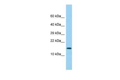 Western Blot: Gr-1/Ly-6G Antibody [NBP3-09524]