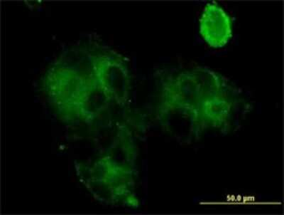 Immunocytochemistry/ Immunofluorescence: Grancalcin Antibody (2F5) [H00025801-M01]