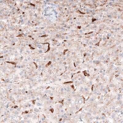 Immunohistochemistry-Paraffin: Granulin Antibody (CL5695) [NBP2-61425]