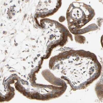 Immunohistochemistry-Paraffin: Granulin Antibody [NBP1-87324]