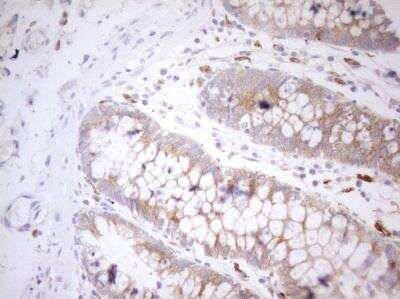 Immunohistochemistry-Paraffin: Granulin Antibody (OTI3H6) [NBP2-45915]