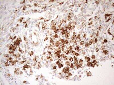 Immunohistochemistry-Paraffin: Granulin Antibody (OTI3H6) [NBP2-45915]
